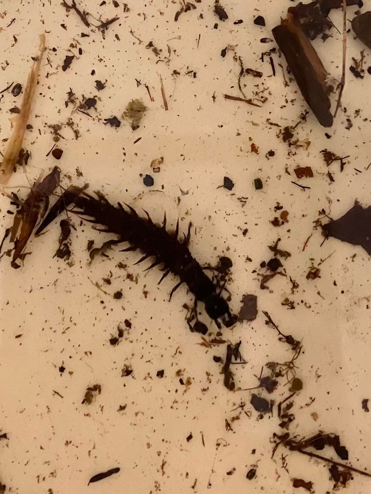 A long black bug with pinchers and short pointy legs. Called a helgramite.