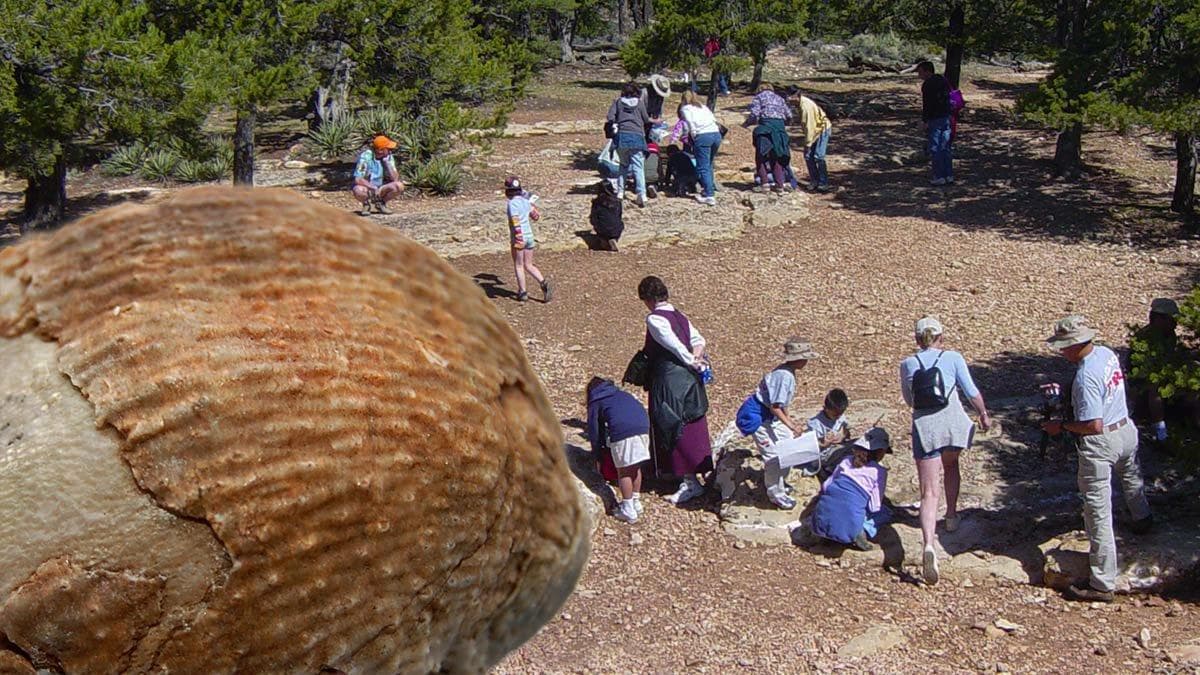In the foreground a brachiopod fossil, with family groups looking for fossils in the background.