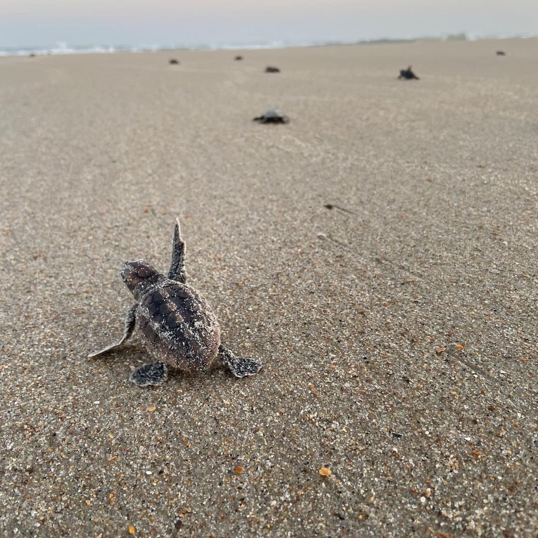 Cape Hatteras National Seashore