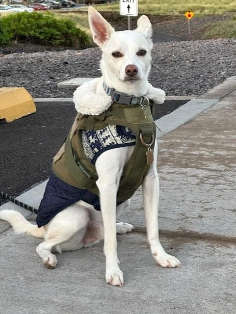 B.A.R.K. Ranger O'shen on duty