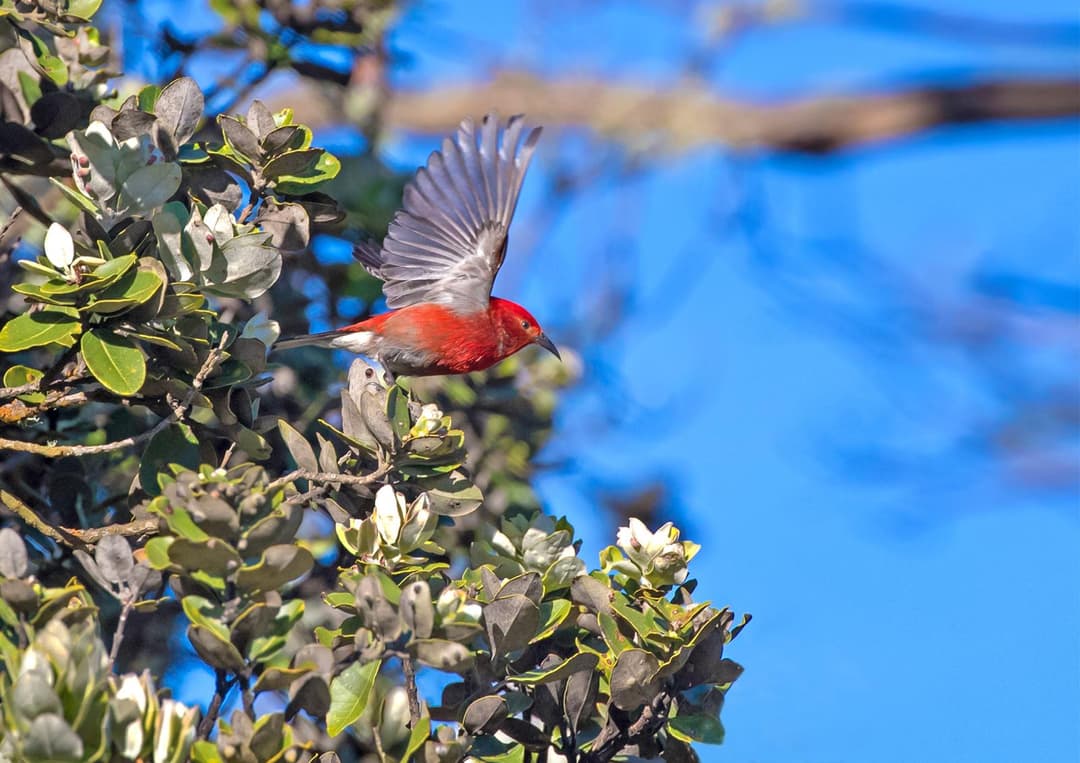 Hawaiʻi Volcanoes National Park