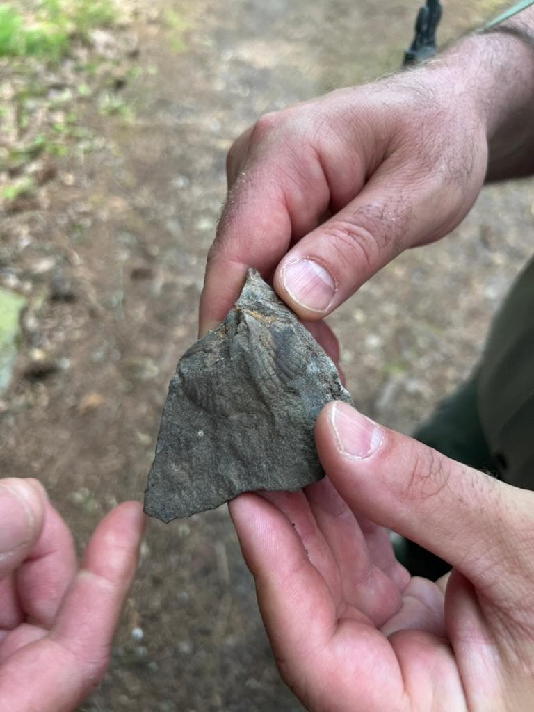 A rock with ridges on the top half indicative of a shell fossil.